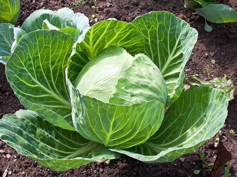 Fresh Cabbage