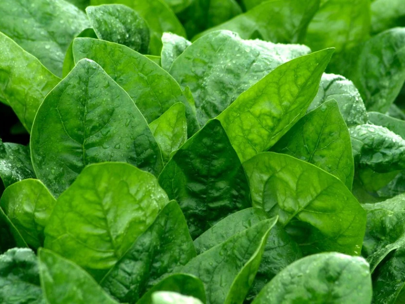 Fresh Spinach